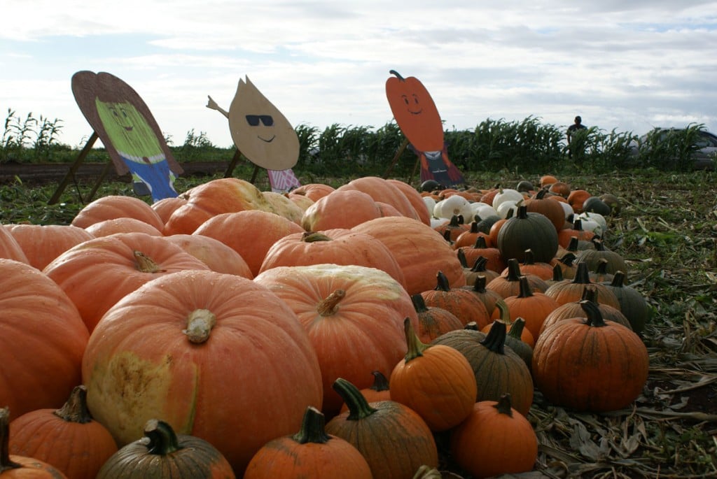 Aloun Farms Drive Thru Pumpkin Patch Photo Aloun Farms