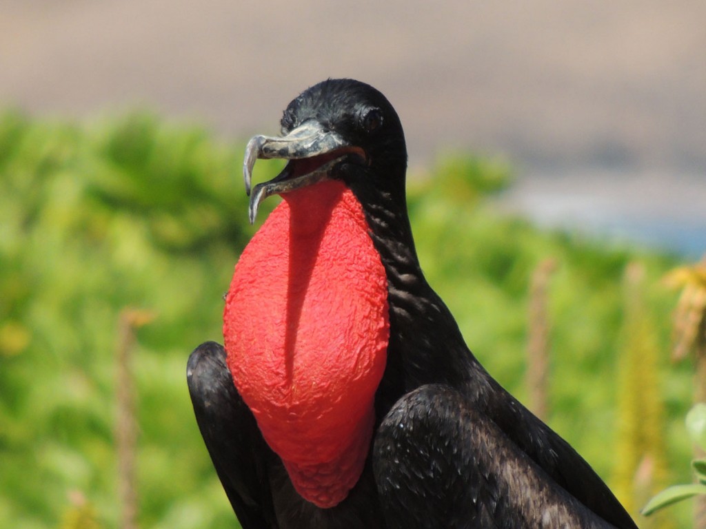 Iwa Great Frigatebird Seabird Sanctuary Photo Sea Life Park