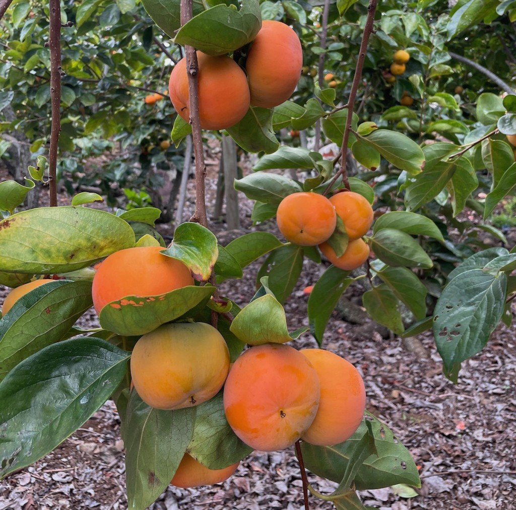 Persimmons