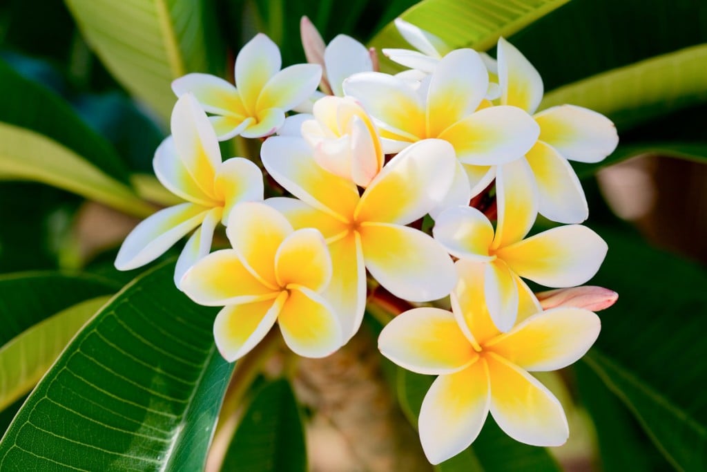 Plumeria garden Photo Getty