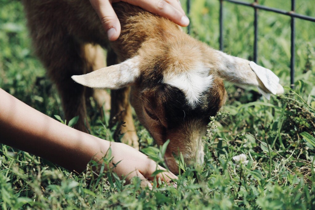 petting zoo