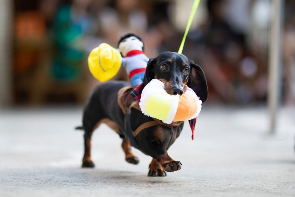 Jack The Hotel Dogs Birthday Pool Party Furry Friends Costume Contest