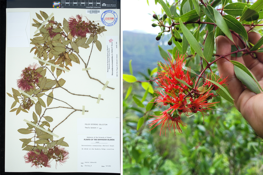 Metrosideros Tremluloides Specimen Field Photo Pc Bishop Museum