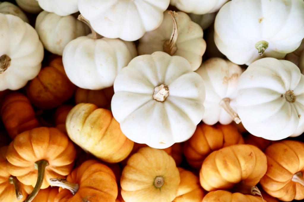 Mini Pumpkin Patch Maris Gardens 2